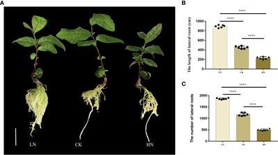 Genome-wide analysis of long non-coding RNAs (lncRNAs) in tea plants (Camellia sinensis) lateral roots in response to nitrogen application